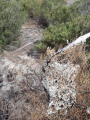 Stegodyphus dumicola