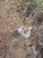 Stegodyphus dumicola