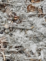 Stegodyphus dumicola