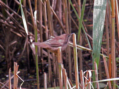 Locustella luscinioides