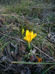 Crocus flavus