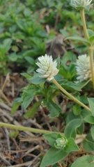 Gomphrenoideae