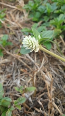 Gomphrenoideae