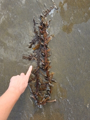 Carpophyllum maschalocarpum