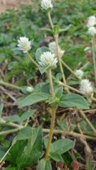 Gomphrenoideae
