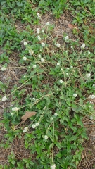Gomphrenoideae