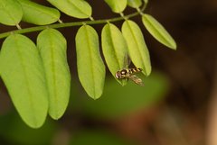 Allograpta hortensis