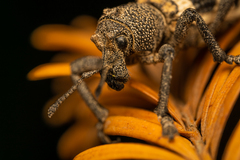 Aegorhinus phaleratus