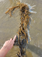 Carpophyllum maschalocarpum