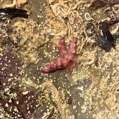 Allostichaster polyplax