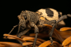 Aegorhinus phaleratus