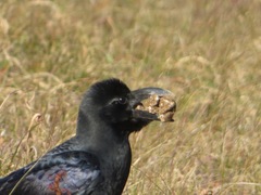 Corvus macrorhynchos japonensis
