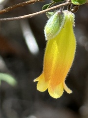 Marianthus bignoniaceus