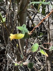 Marianthus bignoniaceus