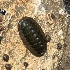 Ischnochiton australis