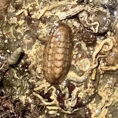 Ischnochiton cariosus