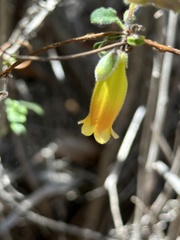 Marianthus bignoniaceus
