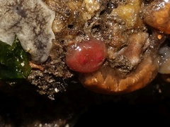 Dendrodoa grossularia