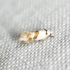 Notodryas vallata