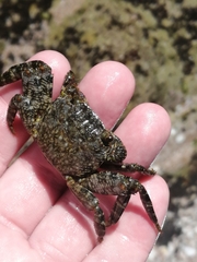 Grapsus tenuicrustatus