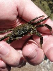 Grapsus tenuicrustatus