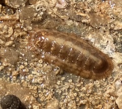 Ischnochiton cariosus