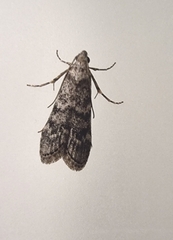 Heteromicta pachytera