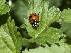 Coccinella algerica