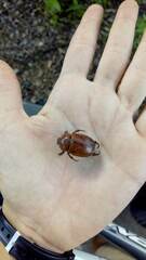 Scarabaeidae