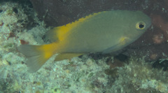 Pomacentrus lepidogenys