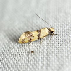 Psaroxantha basilica