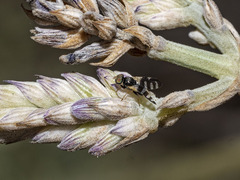 Sphaeniscus filiolus