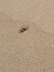 Ocypode ryderi