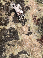 Ocypode ryderi