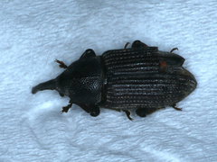 Siraton internatus