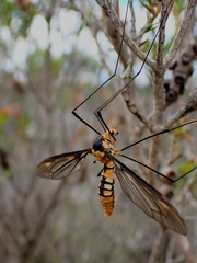 Leptotarsus clavatus