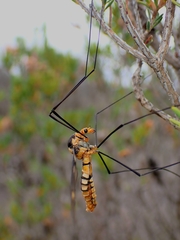 Leptotarsus clavatus