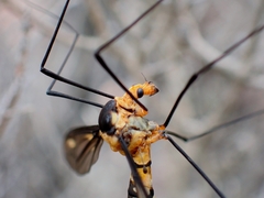 Leptotarsus clavatus