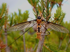 Leptotarsus clavatus
