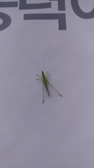 Conocephalus chinensis