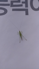 Conocephalus chinensis