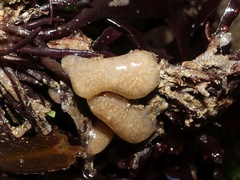 Aplidium pallidum