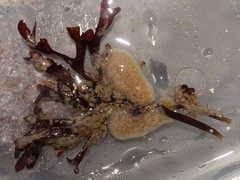 Aplidium pallidum