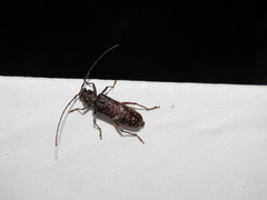Phacodes
