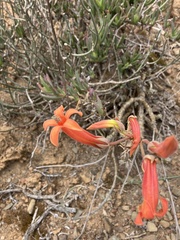 Tylecodon grandiflorus