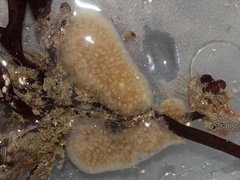 Aplidium pallidum