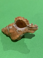 Chicoreus denudatus