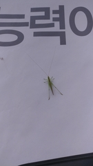 Conocephalus chinensis
