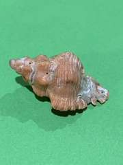 Chicoreus denudatus