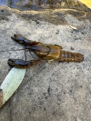 Cherax